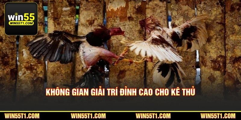 Không gian giải trí đỉnh cao cho kê thủ