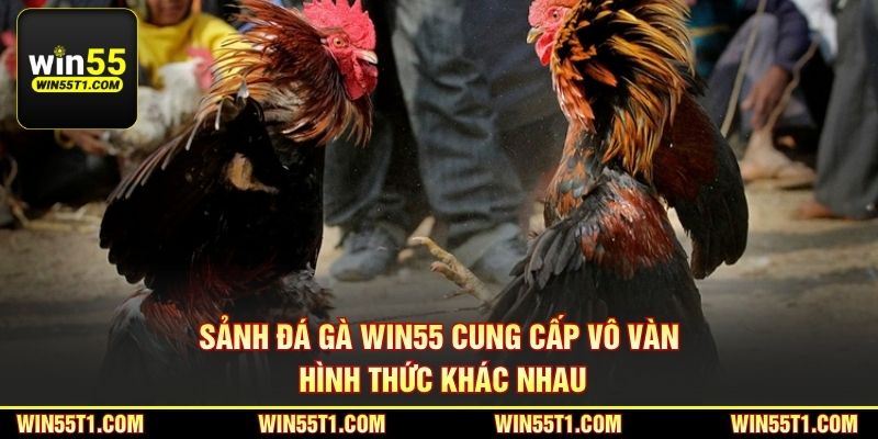 Sảnh đá gà Win55 cung cấp vô vàn hình thức khác nhau