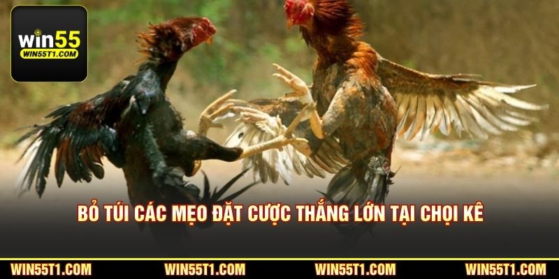 Bỏ túi các mẹo đặt cược thắng lớn tại chuyên mục chọi kê