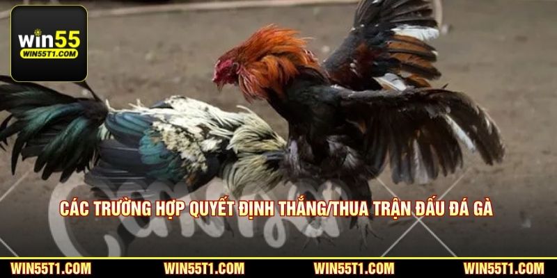 Các trường hợp quyết định thắng/thua trận đấu đá gà