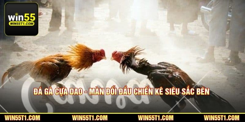 Đá gà cựa dao - Màn đối đầu chiến kê siêu sắc bén