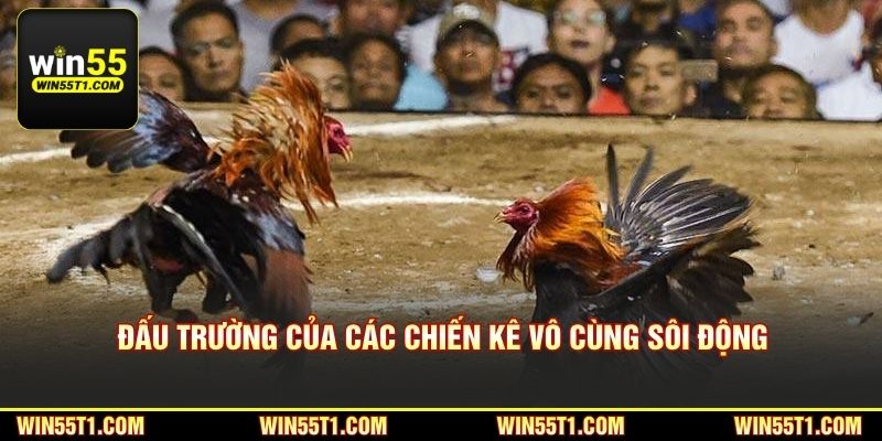 Đấu trường của các chiến kê vô cùng sôi động