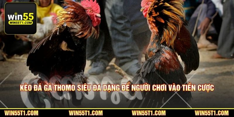 Kèo đá gà Thomo siêu đa dạng để người chơi vào tiền cược