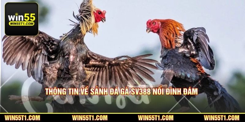 Thông tin về sảnh đá gà SV388 nổi đình đám