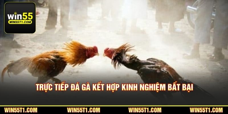 Trực tiếp đá gà kết hợp kinh nghiệm bất bại