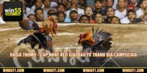 Đá Gà Thomo - Cập Nhật Kèo Giải Đấu Từ Thánh Địa Campuchia