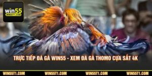Trực Tiếp Đá Gà WIN55 - Xem Đá Gà Thomo Cựa Sắt 4K Hôm Nay